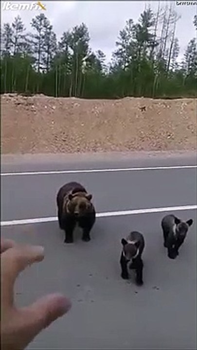 Quand un ourson sauvage te fait coucou... adorable