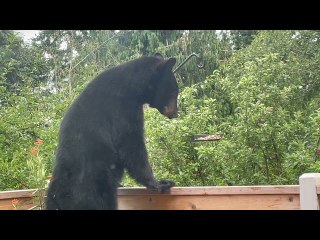 Bear Raids Backyard Bird Feeders