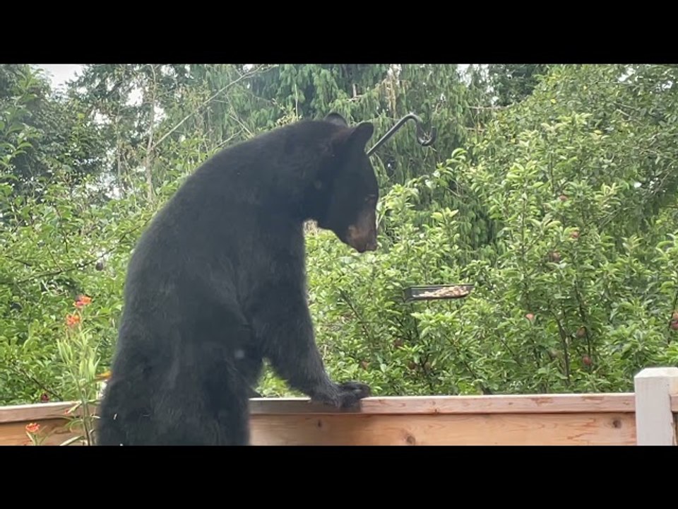 Bear Raids Backyard Bird Feeders