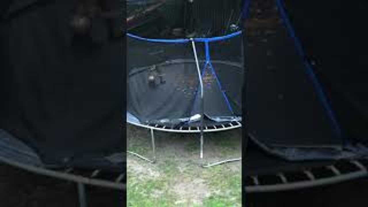 Squirrel Plays on Trampoline