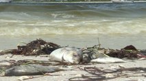 En alerta cinco condados de Florida por peligroso brote de alga tóxica