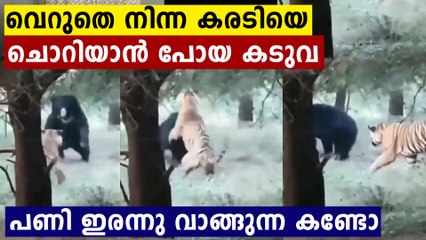 Viral Video: Tiger plays prank on sloth bear | Oneindia Malayalam