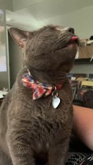 Cat's Sensitive Spot Makes Him Lick the Air