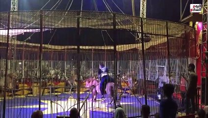 اهد عرض مبهر لترويض الأسود بسيرك الإسماعيلية