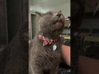 Cat's Sensitive Spot Makes Him Lick the Air