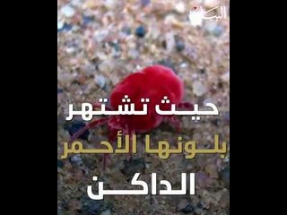 حشرة حمراء تطلق عطراً إذا أمسكتها