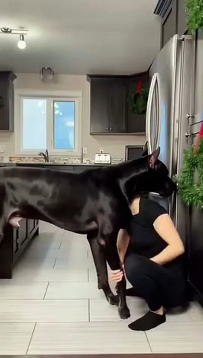 A dog trying to stand on its feet _shorts