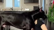 A dog trying to stand on its feet _shorts