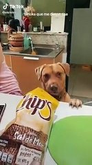 Tienes mascotas?  Mira este video. Do you have pets?  Watch this video.2021-2022