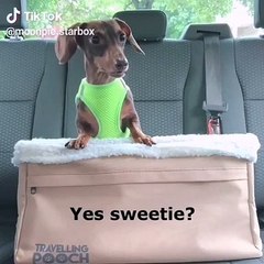 KÖPEK KOMEDİ VERSİYON BABY LUCKY