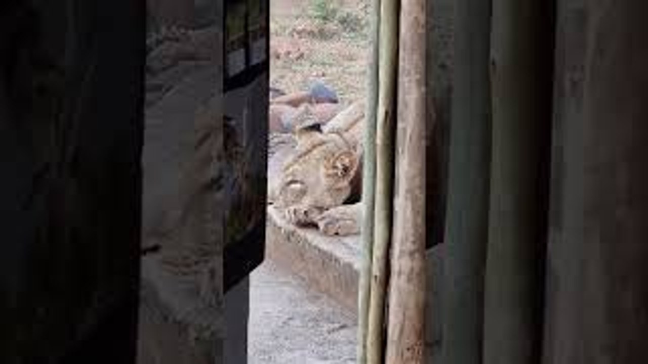 Lion Interrupts Morning Coffee