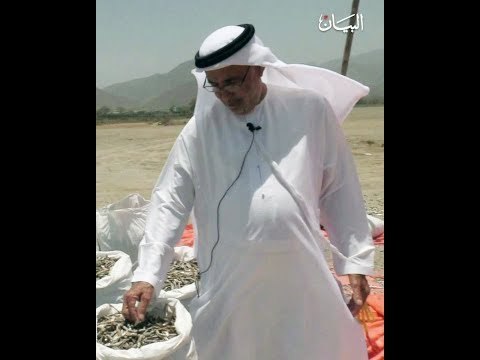 تقاليد صيد سمكة العومة بين الماضي والحاضر