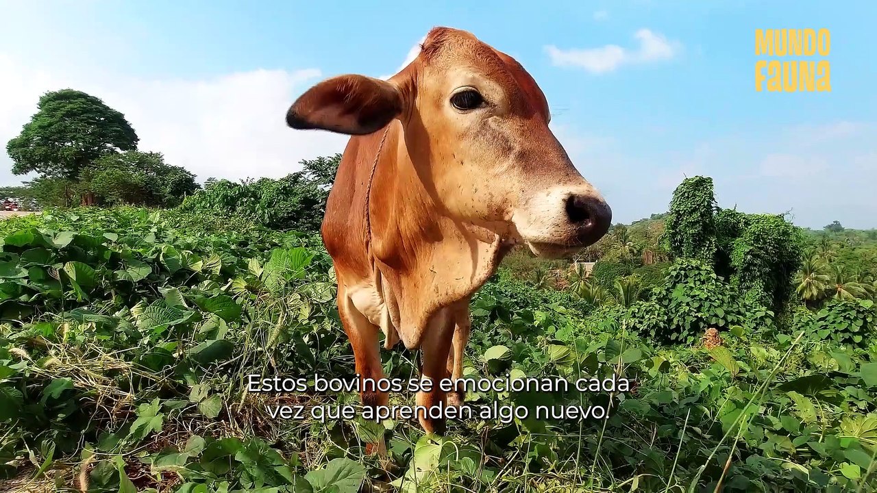 Invaluables lecciones de amor que nos brinda el mundo animal