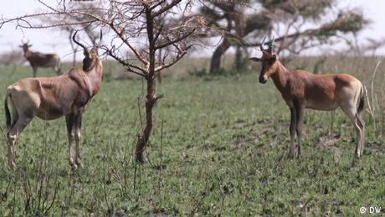 Looking after the endangered Swayne's hartebeest
