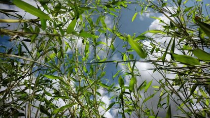 大熊猫帝国 + The Giant Panda