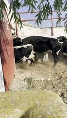 Embarque Palmosilla Cuenca