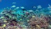 সমুদ্রের তলদেশে পাওয়া গেলো আত্মা কাঁপানো জিনিস! Scariest Things Found Underwater