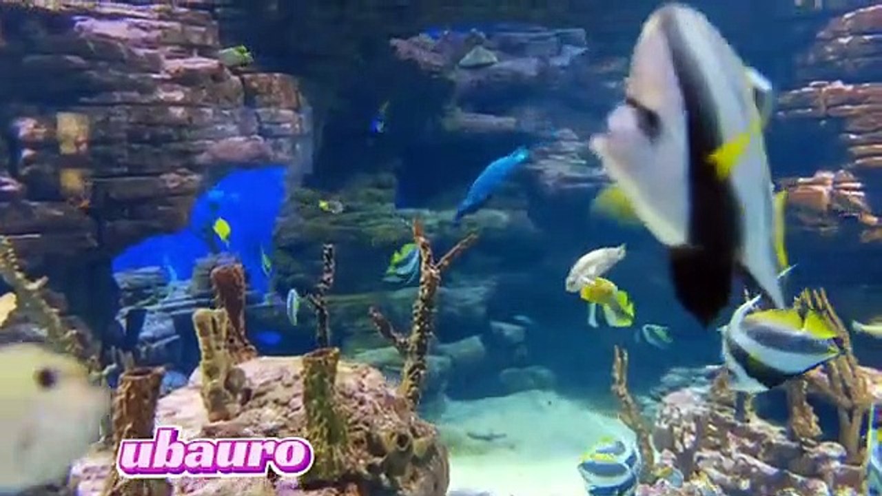 Real_beautiful_amazing_fish_