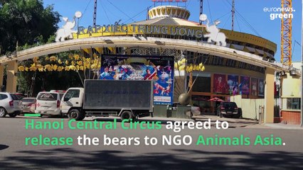 Humiliating and unnatural: The last bears at Hanoi circus have been freed