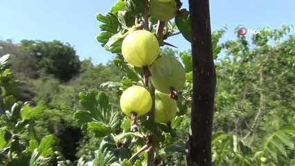 Hobi amaçlı yetiştirdiği 'frenk üzümü' ilçeye alternatif ürün olacak