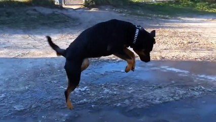 funny videos of pets ,cutest pets compilation,