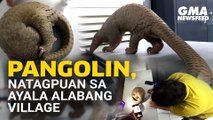 Pangolin, natagpuan sa Ayala Alabang Village | GMA News Feed