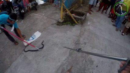 Ular Kobra Membuat Heboh Orang seKampung