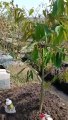 Cara menanam pohon durian agar berbuah dengan pupuk obama