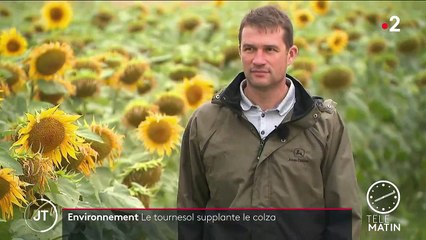 Agriculture : quand le tournesol supplante le colza