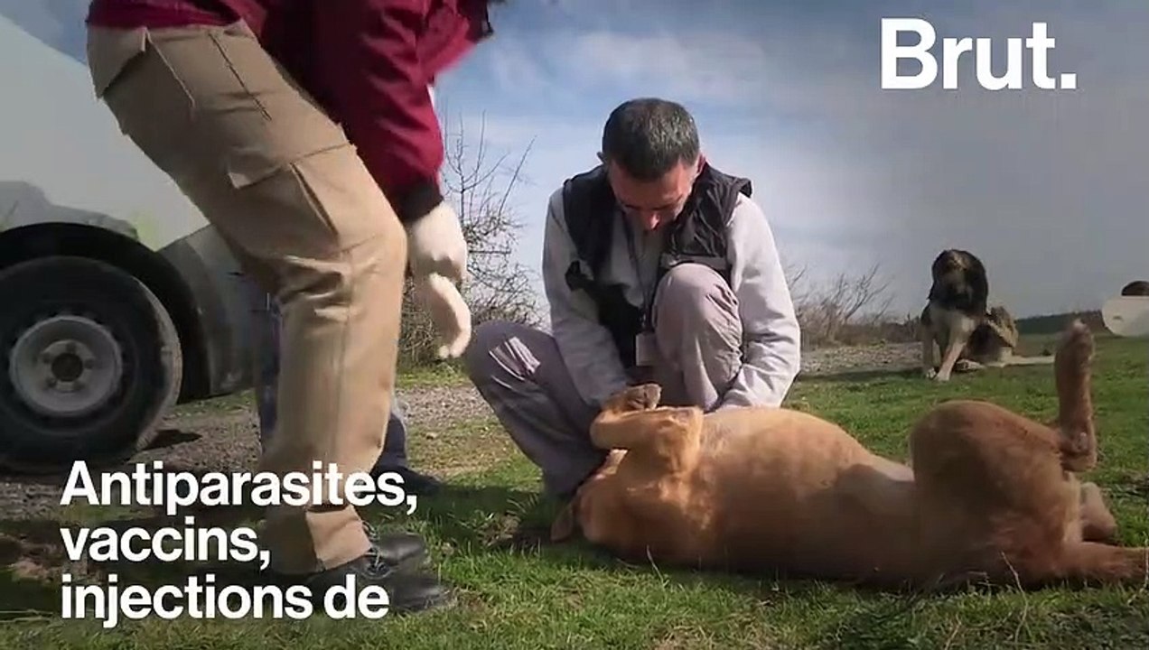 À Istanbul, chiens et chats errants sont choyés par la municipalité