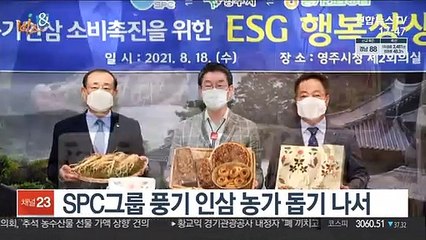 [비즈&] SPC그룹 풍기 인삼 농가 돕기 나서 外