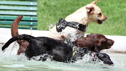 Il caldo nemico degli animali domestici