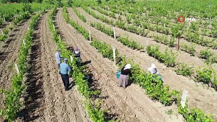 Erbaa'dan Dubai ve Katar’a bağ yaprağı ihracatı