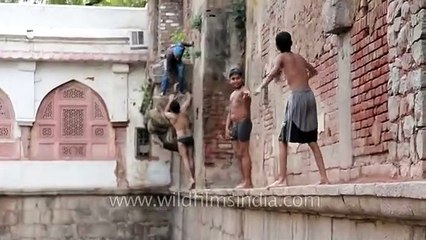 Olympians or Delhi local divers, Nizamuddin baoli