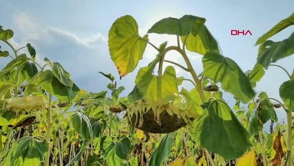 TESCİLLİ 'İNEGÖL ALASI' HASADI SANCILI BAŞLADI