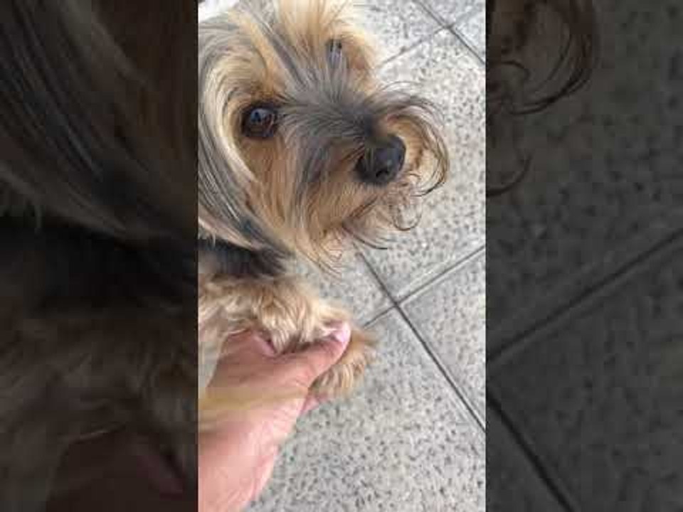 Limping Dog Miraculously Cured by Her Human’s Touch