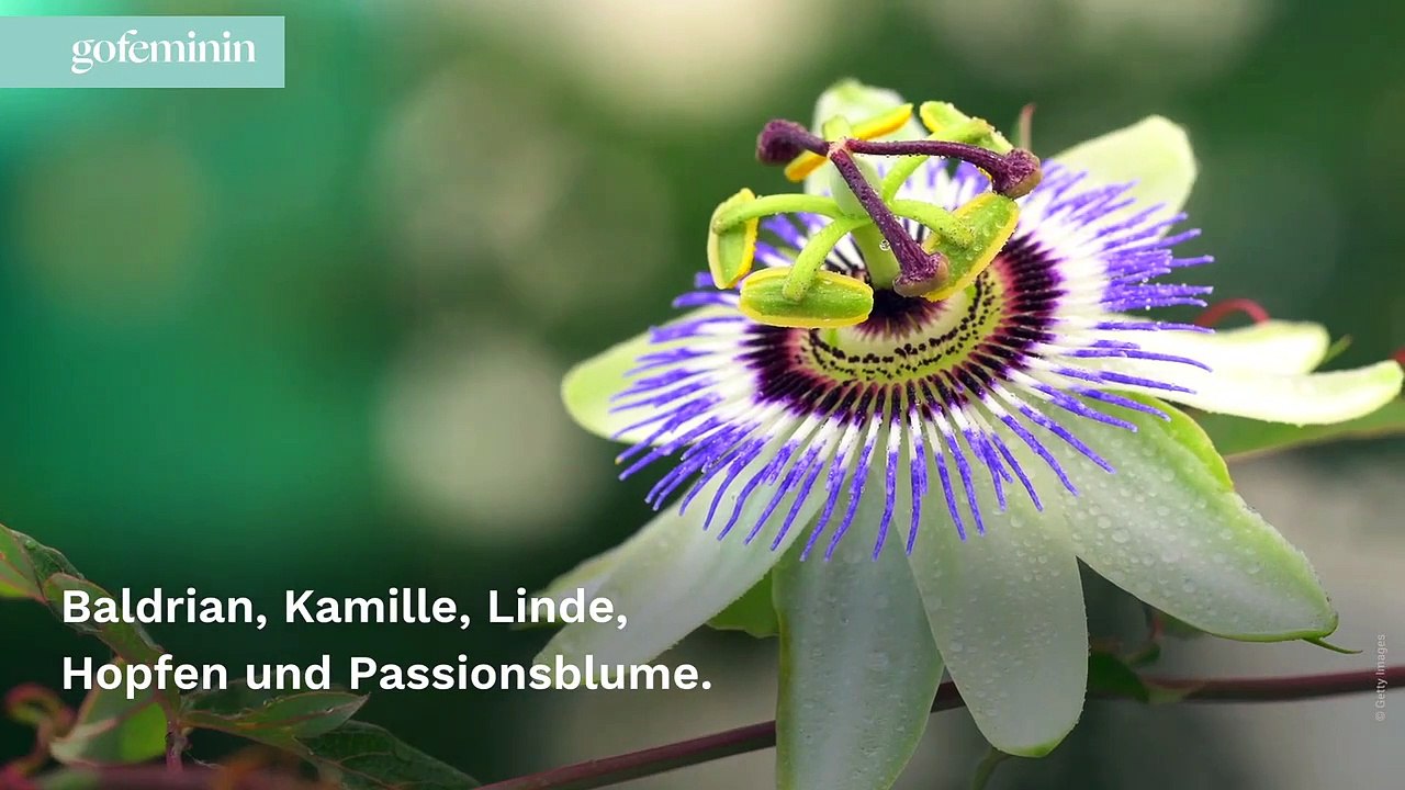 Schlafprobleme? Diese natürlichen Schlafmittel könnten helfen