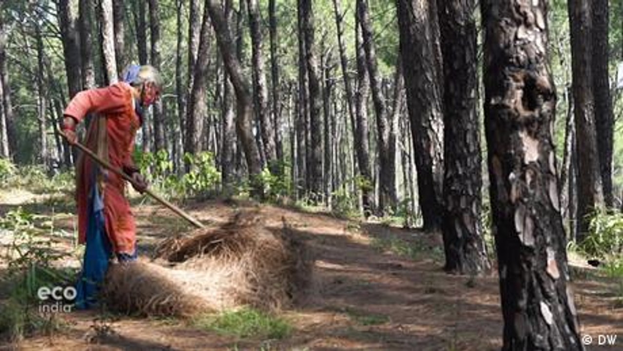 Pine needle gathering in Himachal Pradesh