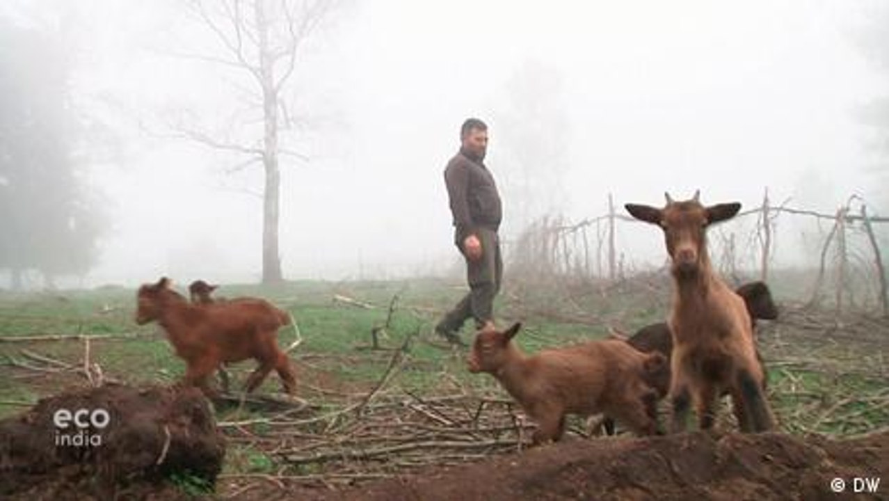 Using goats to prevent fires