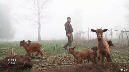 Using goats to prevent fires