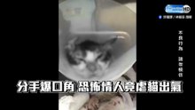 恐怖情人虐貓洩恨 貓咪遭淋「滾燙熱水」