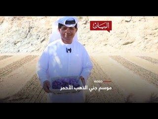 موسم جني الذهب الأحمر