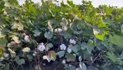 CHP'li Barut: 2020'de pamuk ithalatına 2 milyar dolar ödendi