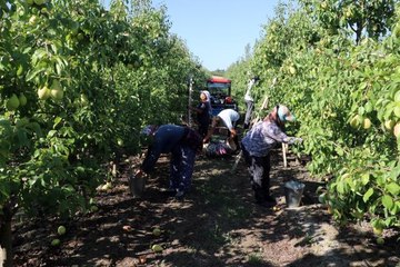 Alternatif ürün "armut" Edirneli üreticilerin yüzünü güldürüyor