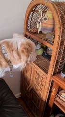 Clever Doggy Obsessed With Wind Chime