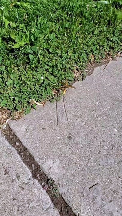 Strange Wasp Has a Huge Stinger