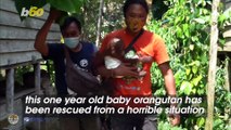Baby Orangutan Who Was Torn From His Mother’s Arms After She Was Shot Dead and Caged by Hunters Gets a Second Chance at Life