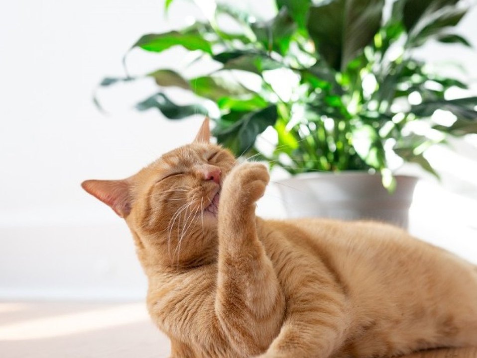 Zimmerpflanzen: Diese drei sind gefährlich für dein Haustier