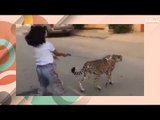فيديو لـ طفلة سعودية تتجول مع فهد في الشارع ! تربية المفترسات عادة شائعة..