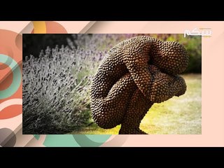 ما لا تعرفونه عن فوبيا الثقوب والنخاريب الغريبة !! إليكم أسبابها وأعراضها !